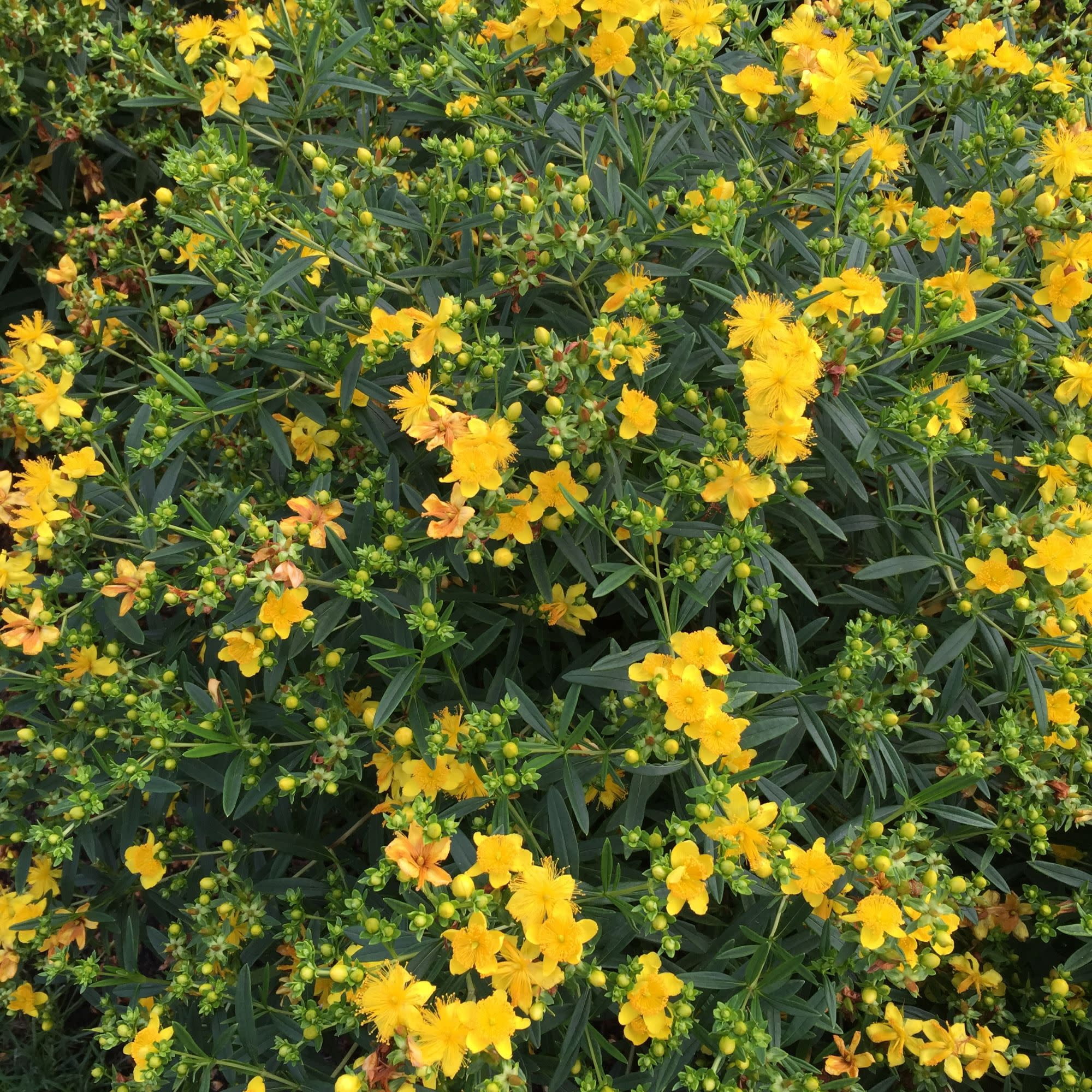 Proven Winners ColorChoice 5" Yellow Sunny Boulevard St. John's Wort Live Plant in 4.5" Pot (4 Count)