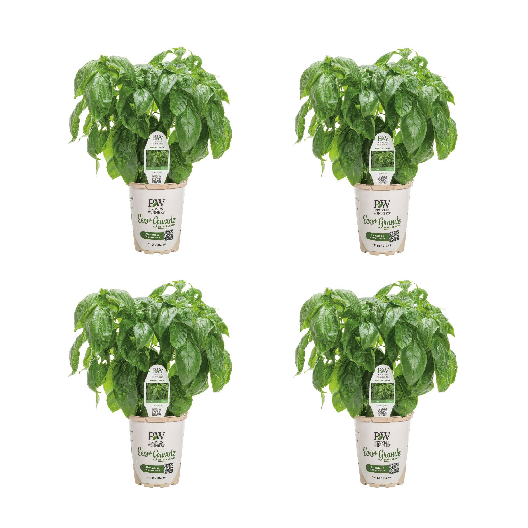 Proven Winners 4" Amazel Basil Sweet Italian Basil Live Herb Plant in 4.25" Pot (4 Count)