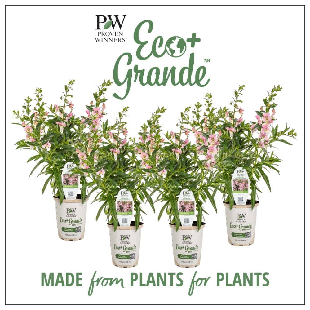 Proven Winners 6" Angelface Wedgewood Pink Summer Snapdragon (Angelonia hybrid) Annual Live Plant in 4.94" Eco+ Grande Pots (4 Count)