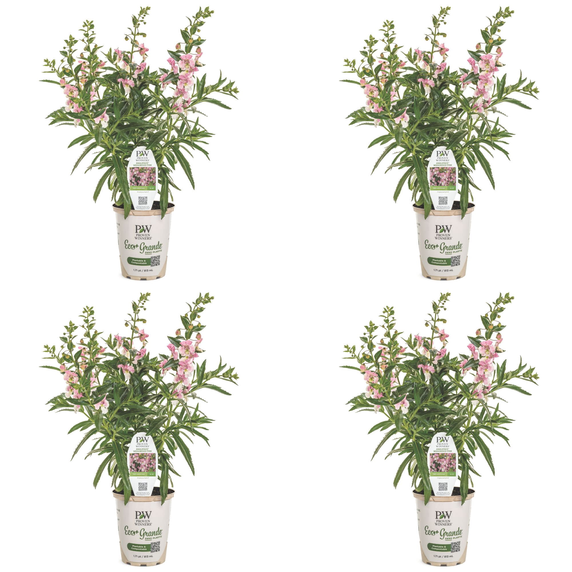 Proven Winners 4" Angelface Wedgewood Pink Summer Snapdragon Live Plant in 4.25" Pot (4 Count)