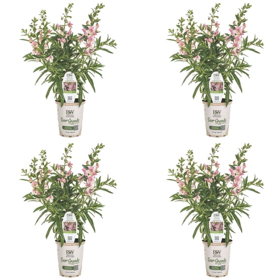 Proven Winners 4" Angelface Wedgewood Pink Summer Snapdragon Live Plant in 4.25" Pot (4 Count)