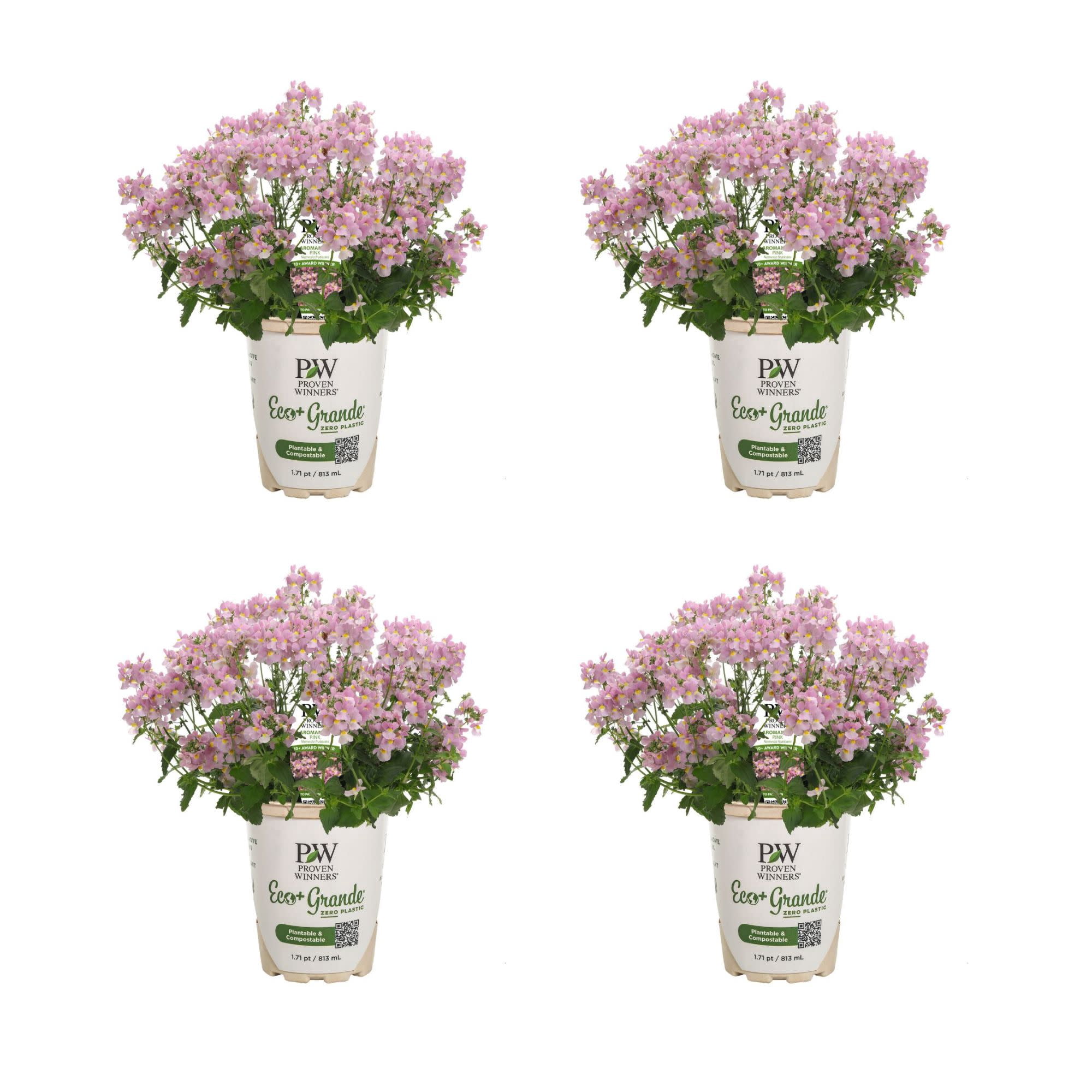 Proven Winners 4" Aromance Pink Nemesia Live Plant in 4.25" Pot (4 Count)