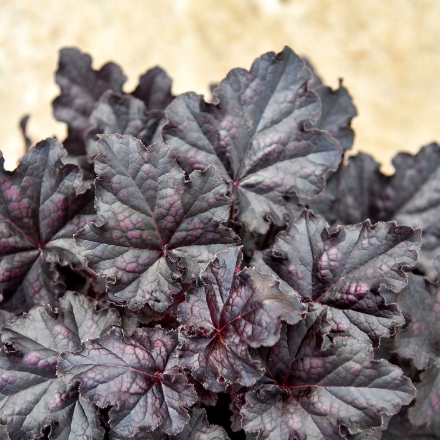 Proven Winners 6" Black Dolce 'Sultry Night' Coral Bells Live Plant in 6.5" Pot