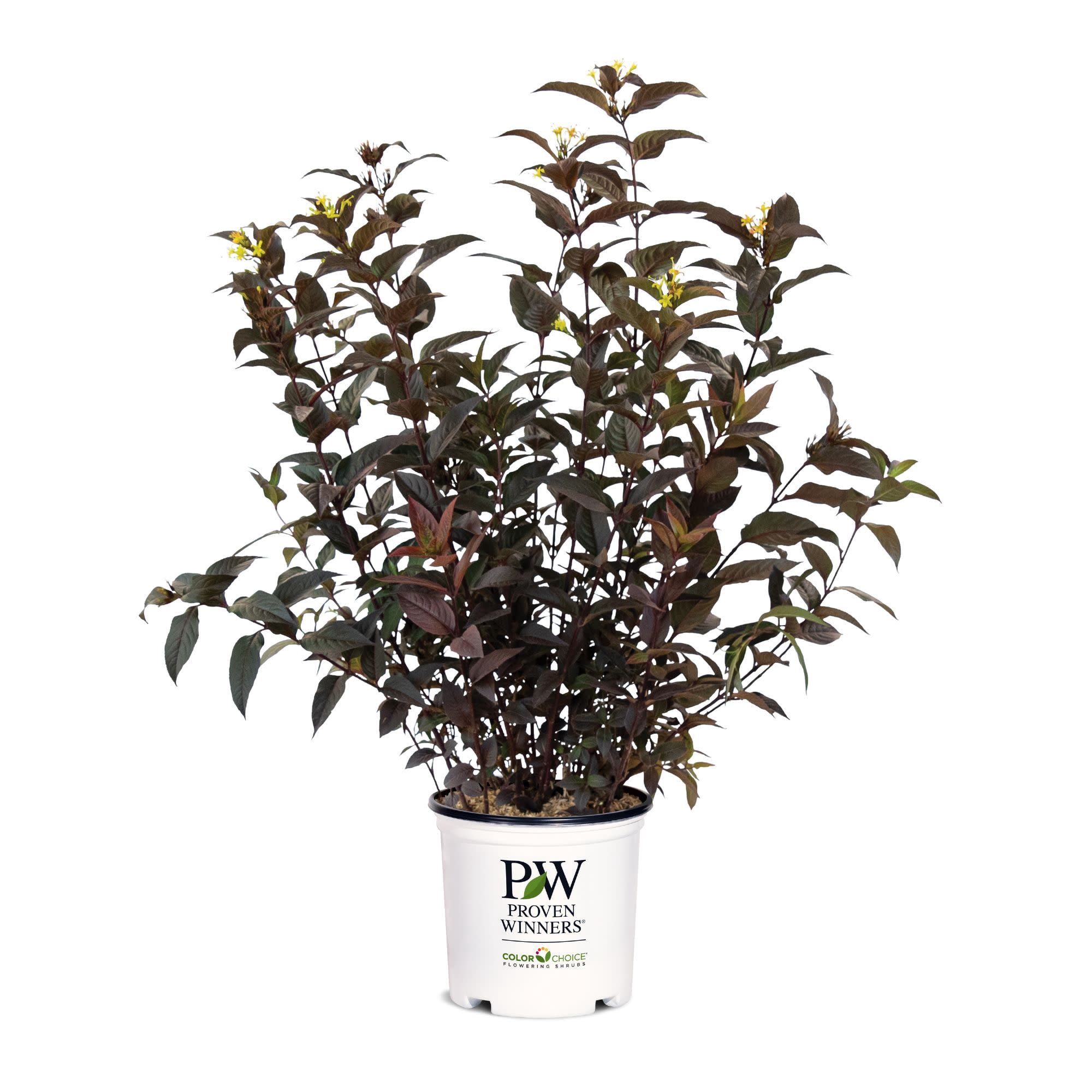 Proven Winners ColorChoice 6" Black Kodiak Jet Black Bush Honeysuckle Live Plant in 7.5" Pot