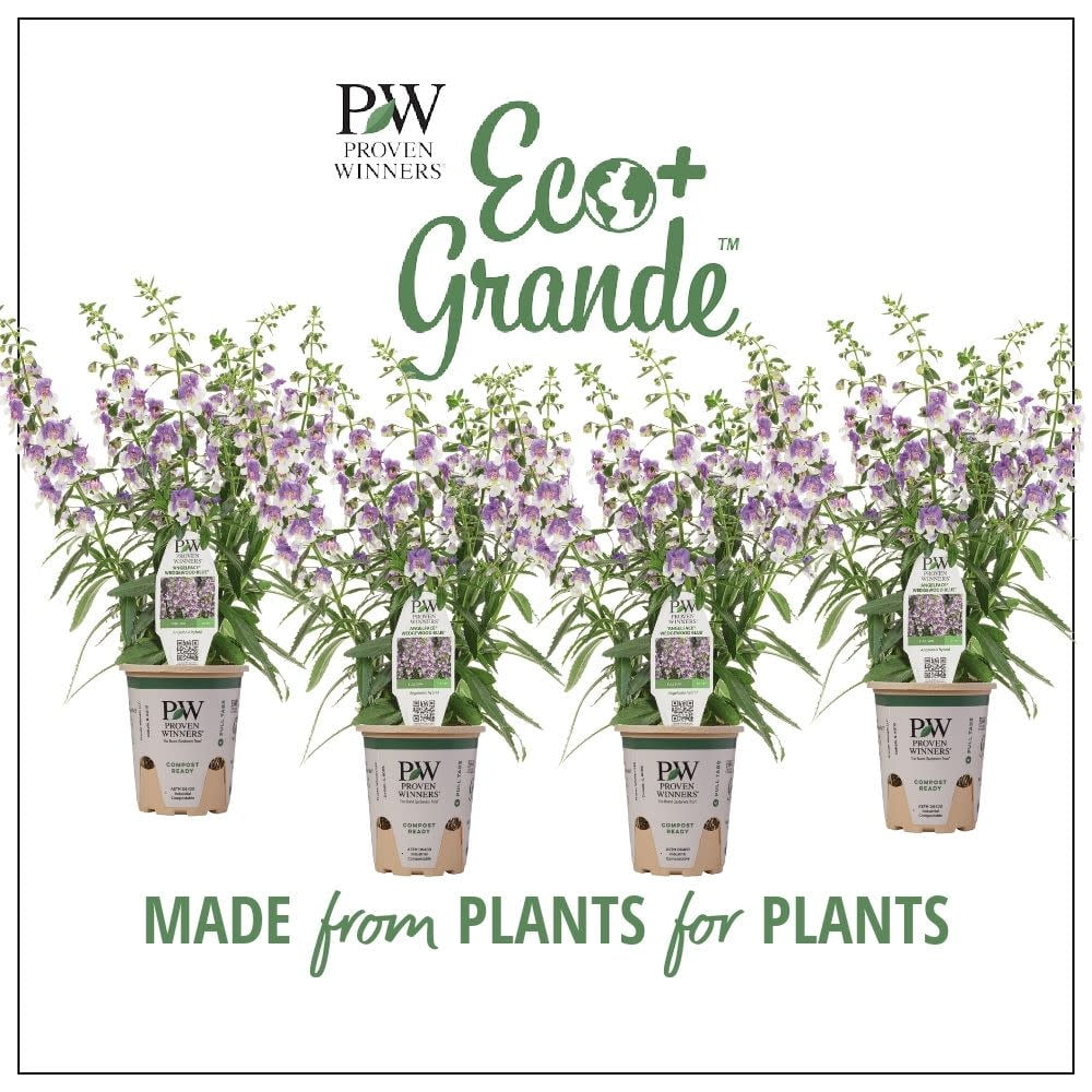 Proven Winners 6" Blue Angelface Wedgwood Blue Summer Snapdragon (Angelonia hybrid) Annual Live Plant in 4.94" Eco+ Grande Pots (4 Count)