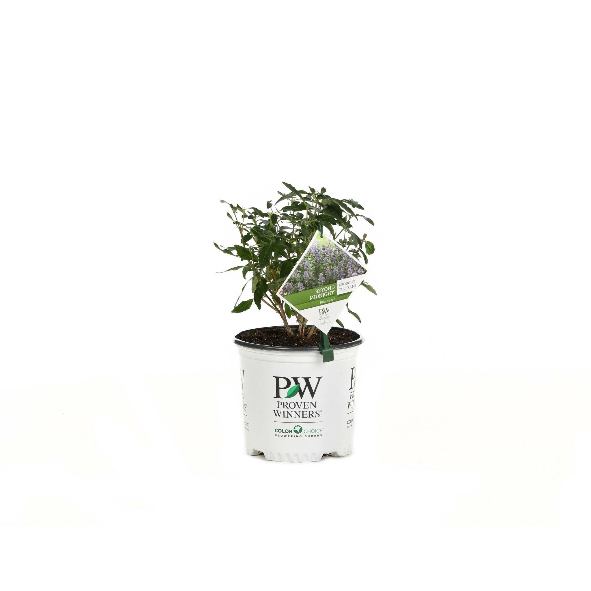 Proven Winners ColorChoice 6" Blue Beyond Midnight Bluebeard Live Plant in 7.5" Pot
