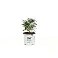 thumbnail image 1 of Proven Winners ColorChoice 6" Blue Beyond Midnight Bluebeard Live Plant in 7.5" Pot, 1 of 11