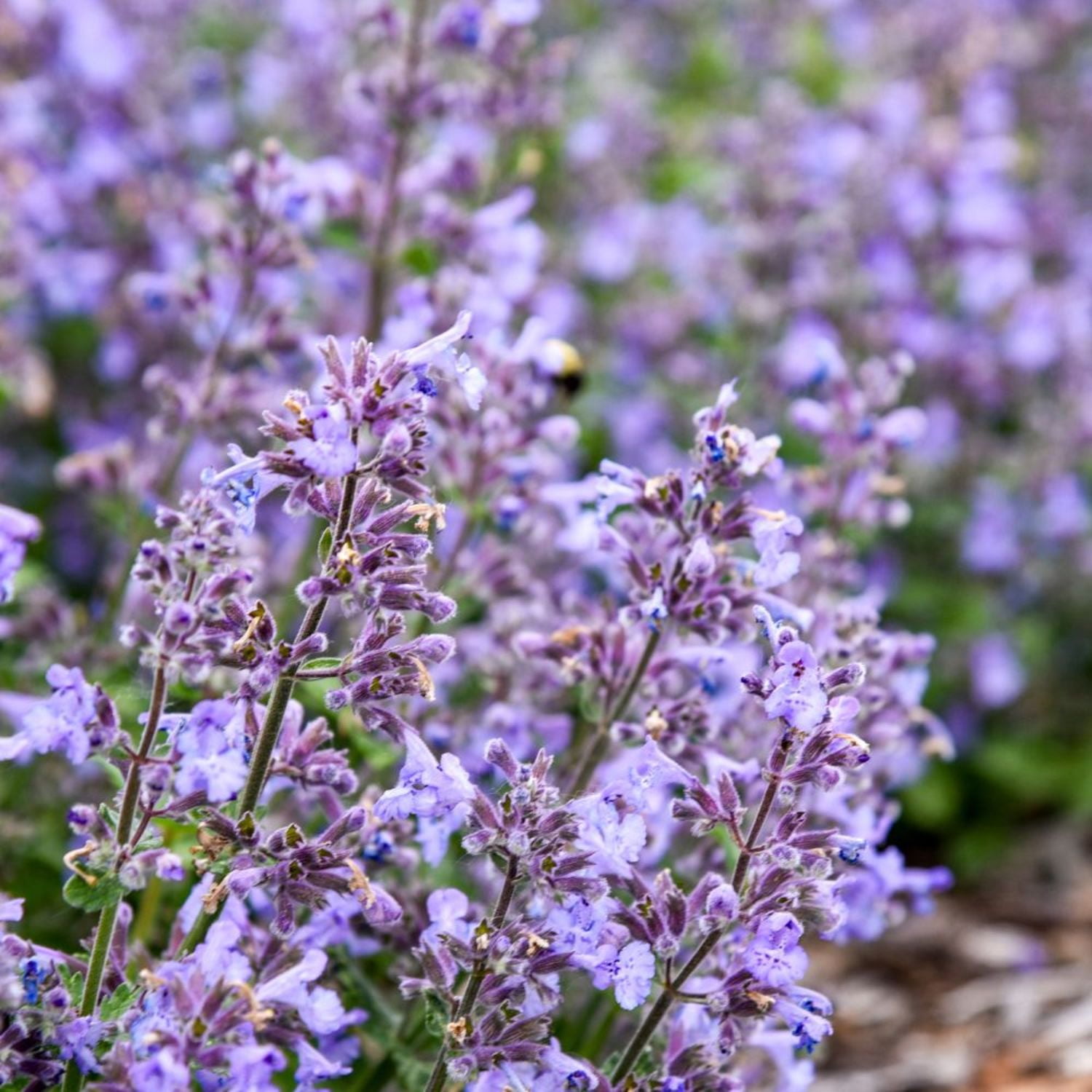 Proven Winners 6" Blue 'Catwalk Queen' Catmint Live Plant in 6.5" Pot
