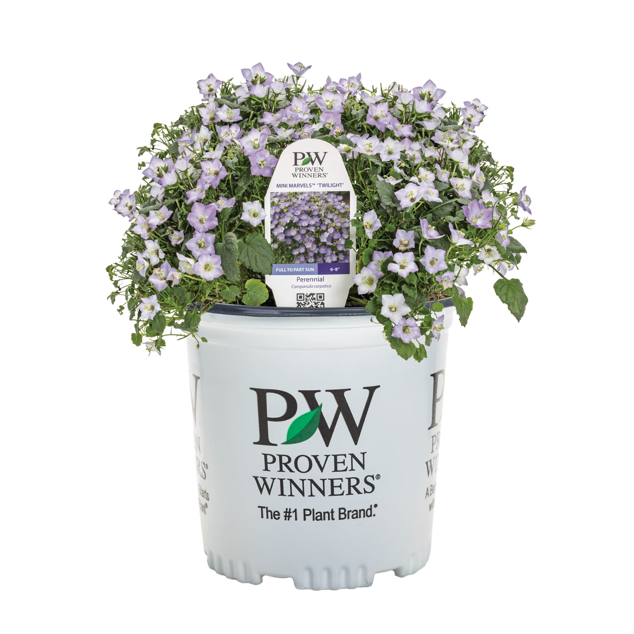 Proven Winners 6" Blue Mini Marvels 'Twilight' Carpathian Bellflower Live Plant in 6.5" Pot