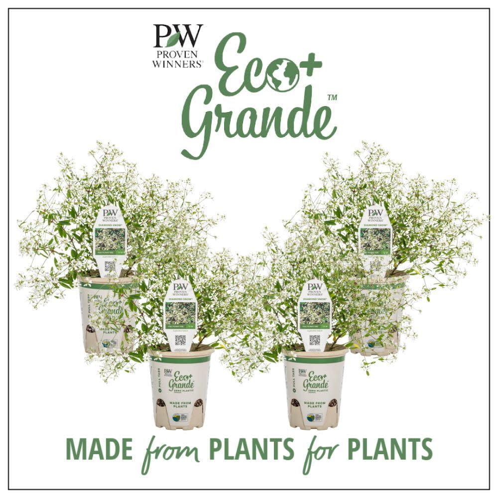 Proven Winners 6" Blue My Mind Dwarf Morning Glory (Evolvulus hybrid) Annual Live Plant in 4.94" Eco+ Grande Pots (4 Count)