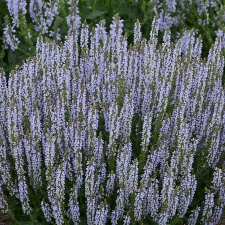 Proven Winners 6" Blue Profusion 'Perfect Profusion' Perennial Salvia Live Plant in 6.5" Pot
