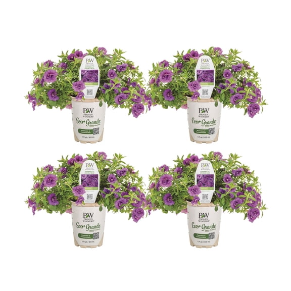 Proven Winners 4" Superbells Double Blue Calibrachoa Live Plant in 4.25" Pot (4 Count)