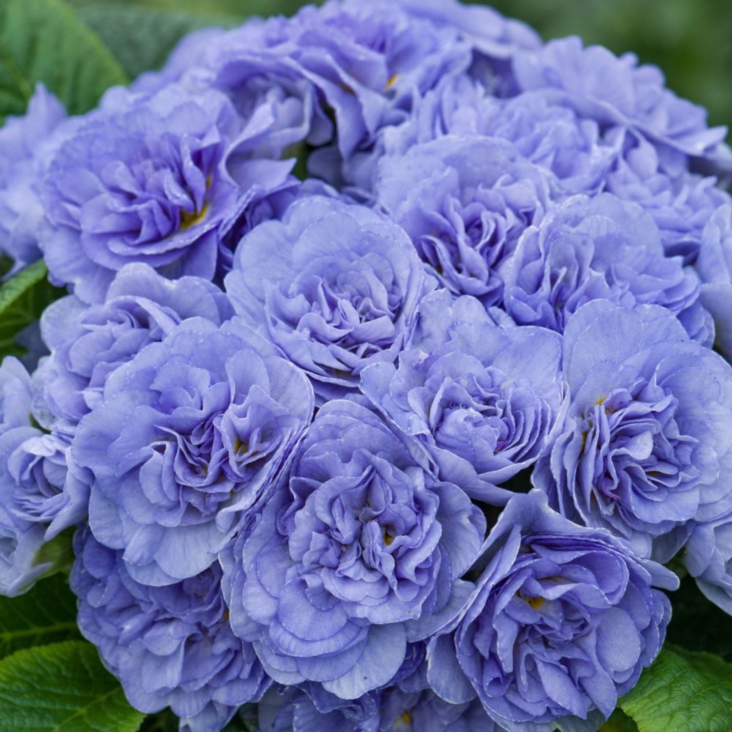 Proven Winners 6" Bouquet Perfect 'Watercolour Blue' Primrose Live Plant in 6.5" Pot
