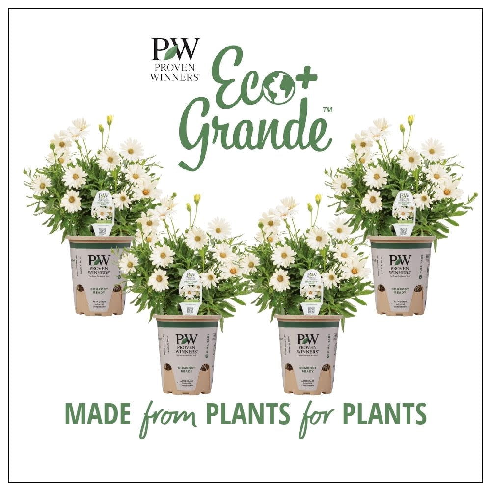 Proven Winners 6" Bright Lights White African Daisy (Osteospermum hybrid) Annual Live Plant in 4.94" Eco+ Grande Pots (4 Count)