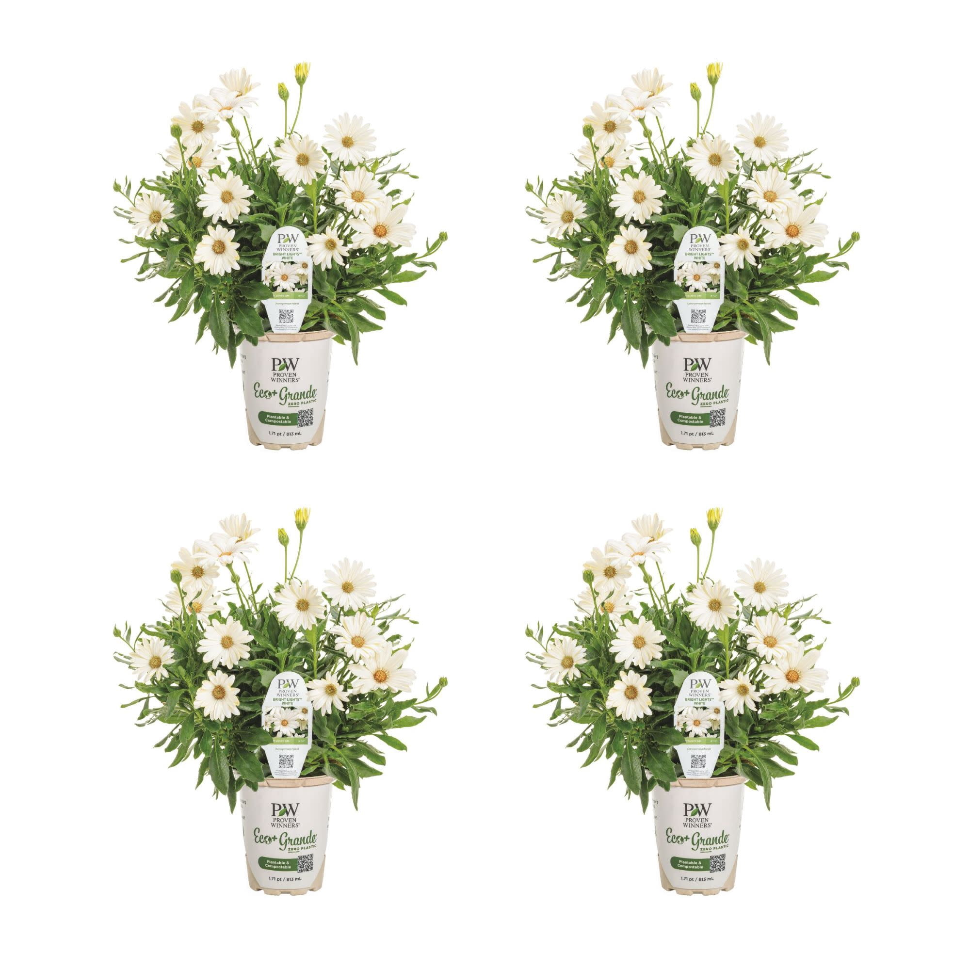 Proven Winners 4" Bright Lights White African Daisy Live Plant in 4.25" Pot (4 Count)