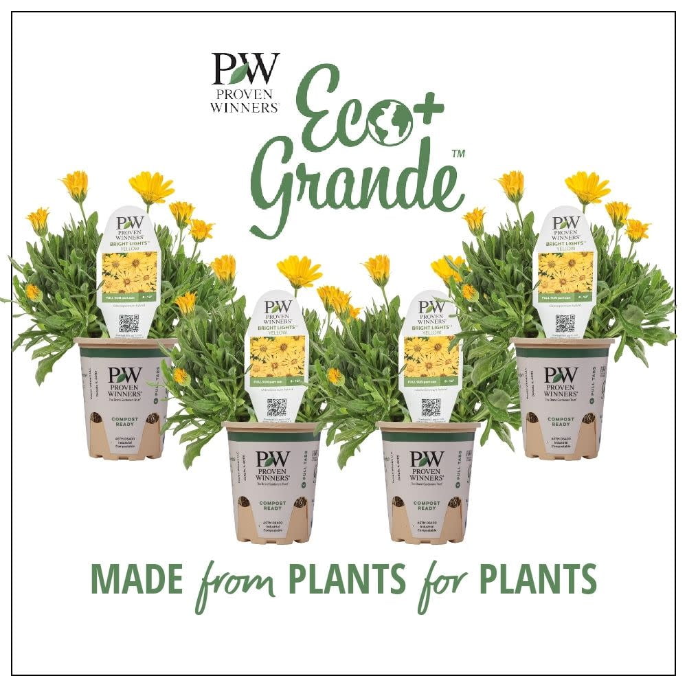Proven Winners 6" Bright Lights Yellow African Daisy (Osteospermum hybrid) Annual Live Plant in 4.94" Eco+ Grande Pots (4 Count)