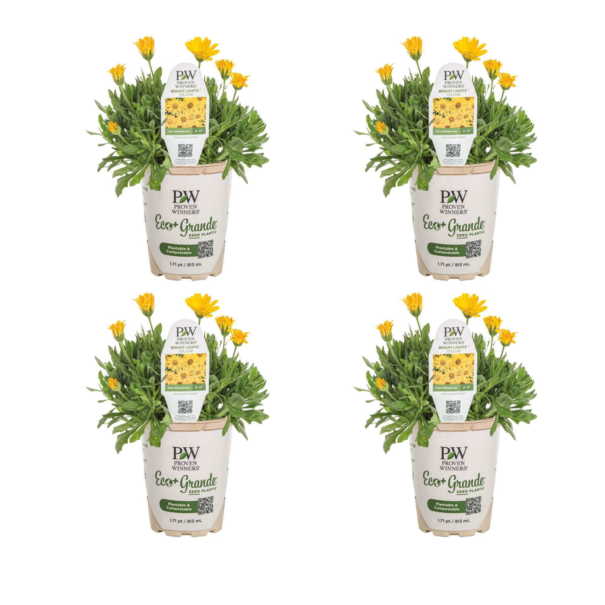 Proven Winners 4" Bright Lights Yellow African Daisy Live Plant in 4.25" Pot (4 Count)