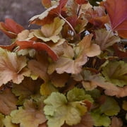 Proven Winners 6" Brown Dolce 'Toffee Tart' Coral Bells (Heuchera hybrid) Perennial Live Plant in 5" Pot
