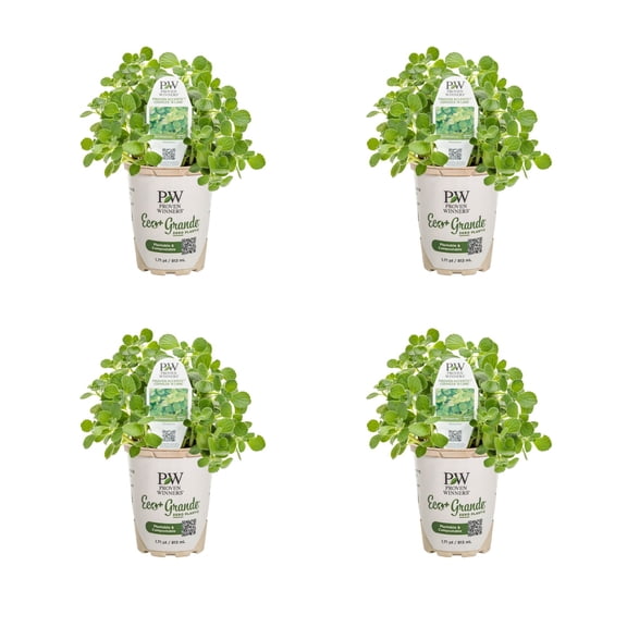 Proven Winners 4" Cerveza 'n Lime Plectranthus Live Plant in 4.25" Pot (4 Count)