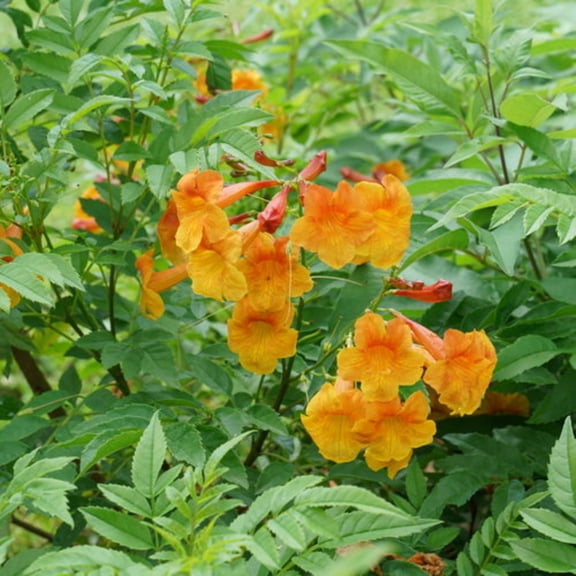 Proven Winners ColorChoice 6" Chicklet Orange Esperanza Live Plant in 7.5" Pot