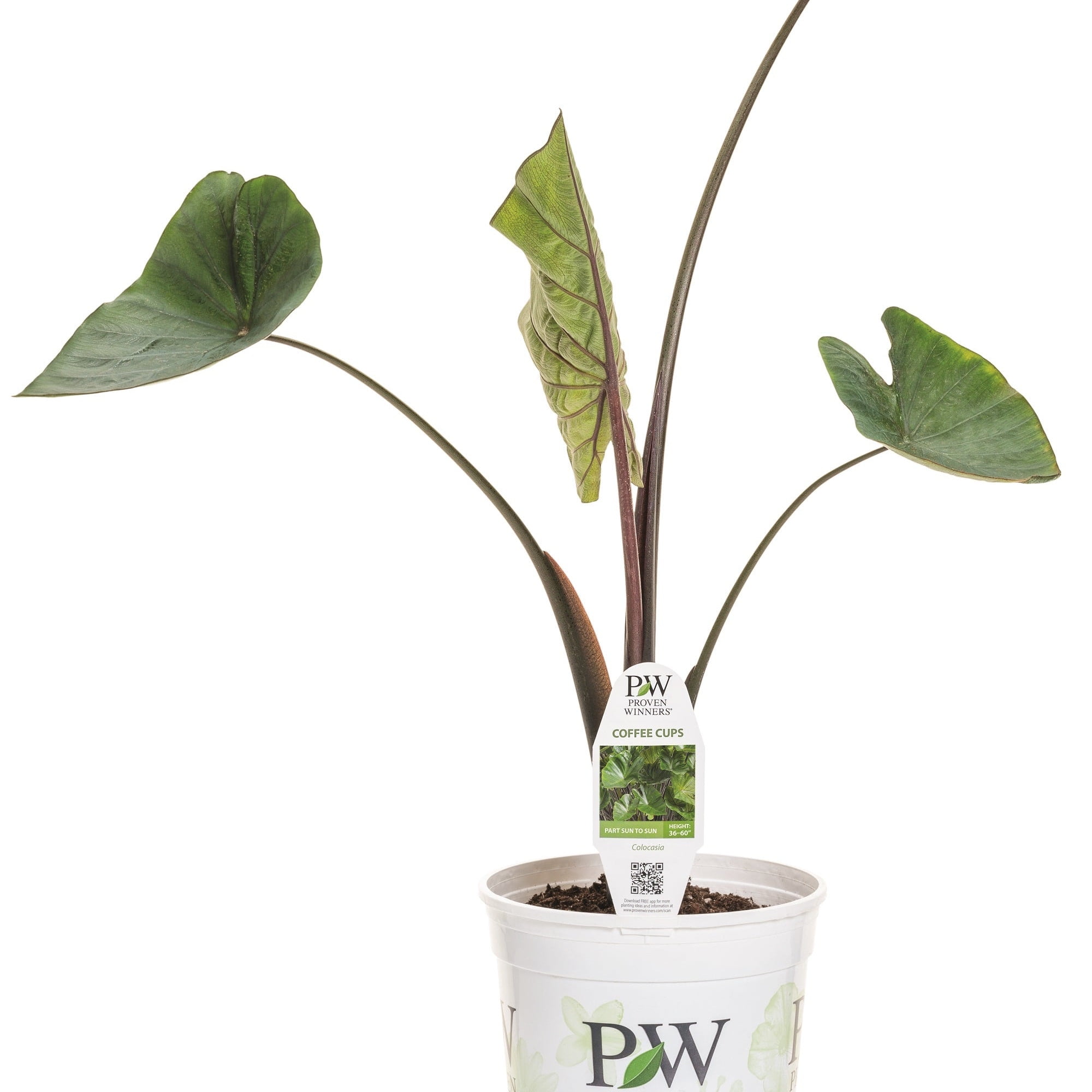 Proven Winners 6" Coffee Cups Elephant's Ear (Colocasia esculenta) Annual Live Plant in 5" Pot