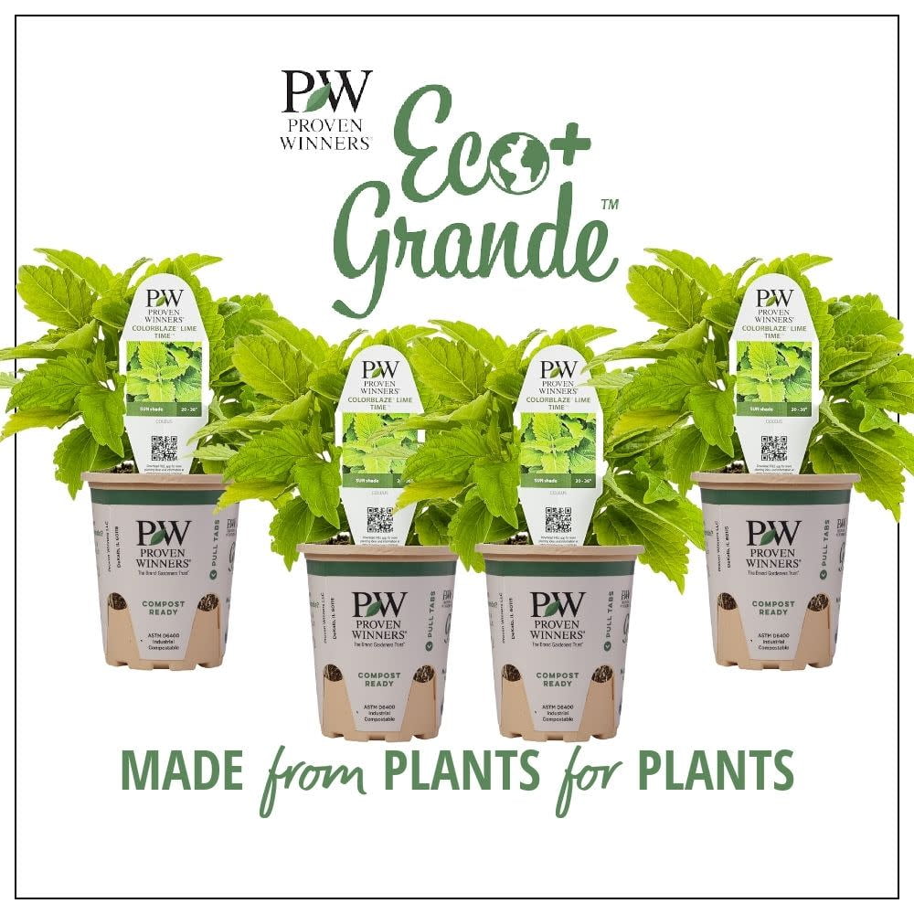 Proven Winners 6" ColorBlaze Lime Time Coleus (Coleus scutellarioides) Annual Live Plant in 4.94" Eco+ Grande Pots (4 Count)