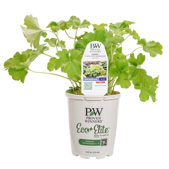 Proven Winners 5" Yellow Dolce 'Pistachio Ambrosia' Coral Bells Live Plant in 4.5" Pot