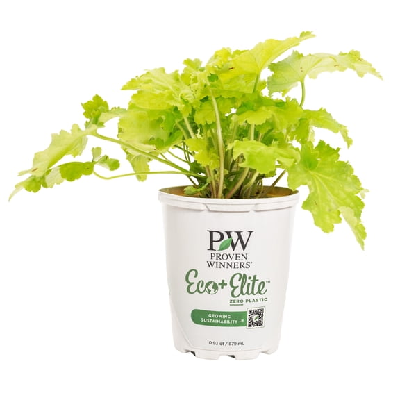 Proven Winners 5" Yellow Dressed Up 'Ball Gown' Coral Bells Live Plant in 4.5" Pot