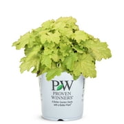 Proven Winners 6" Dressed Up 'Ball Gown' Coral Bells (Heuchera hybrid) Perennial Live Plant in 5" Pot