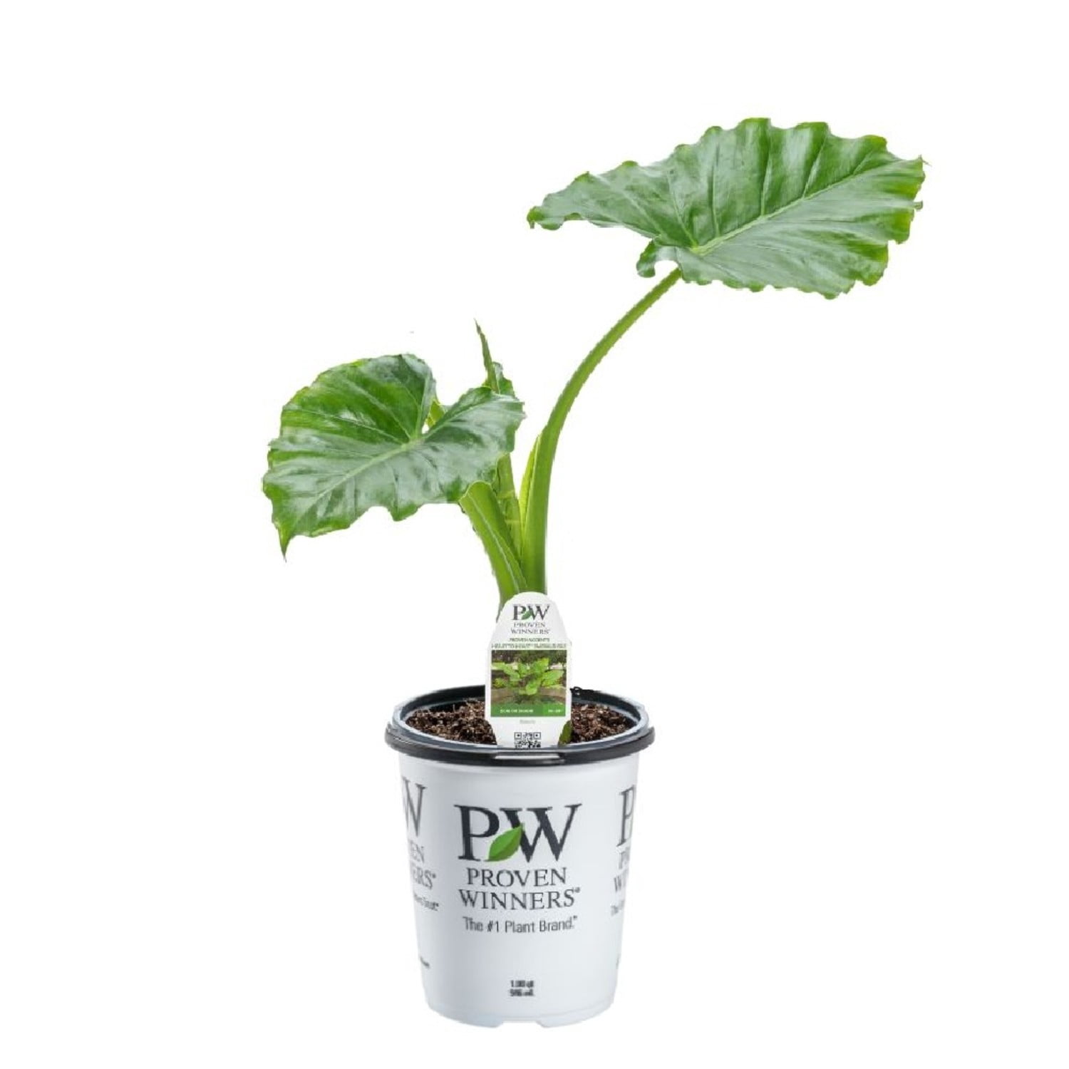 Proven Winners 5" Emerald Isle Elephant Ear Live Plant in 4.5" Pot