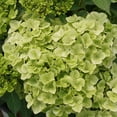 thumbnail image 1 of Proven Winners ColorChoice 6" Fairytrail Green Cascade Hydrangea Live Plant in 7.5" Pot, 1 of 7