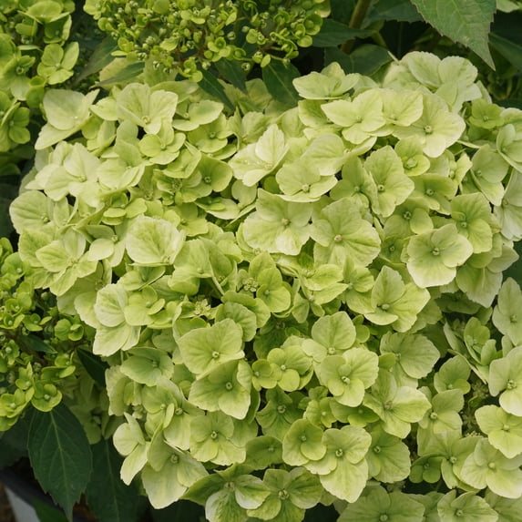 Proven Winners ColorChoice 6" Fairytrail Green Cascade Hydrangea Live Plant in 7.5" Pot