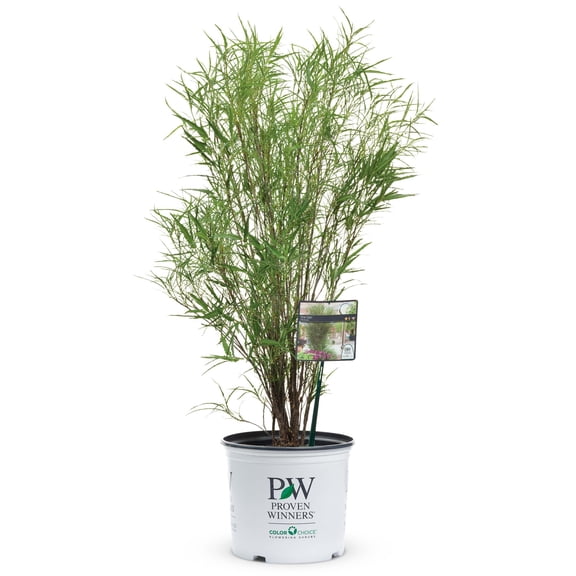 Proven Winners ColorChoice 6" Fine Line Buckthorn Live Plant in 7.5" Pot