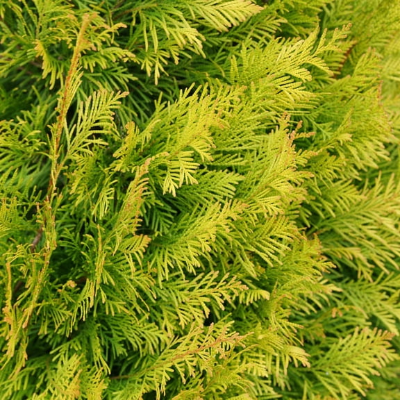 Proven Winners ColorChoice 6" Fluffy Western Arborvitae Live Plant in 7.5" Pot
