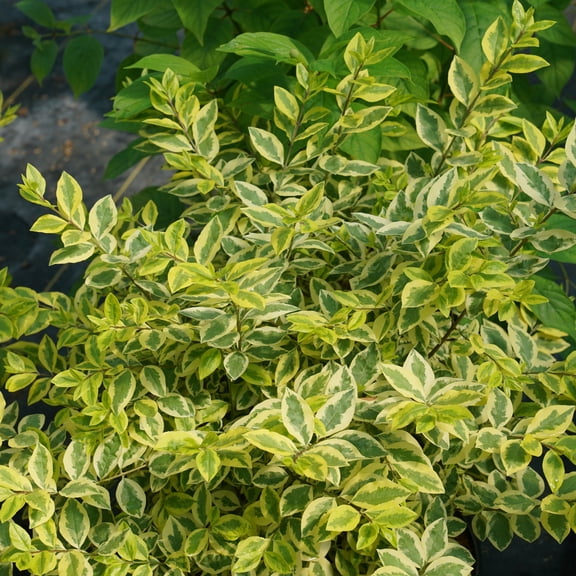 Proven Winners ColorChoice 6" Good Vibrations Privet Live Plant in 7.5" Pot