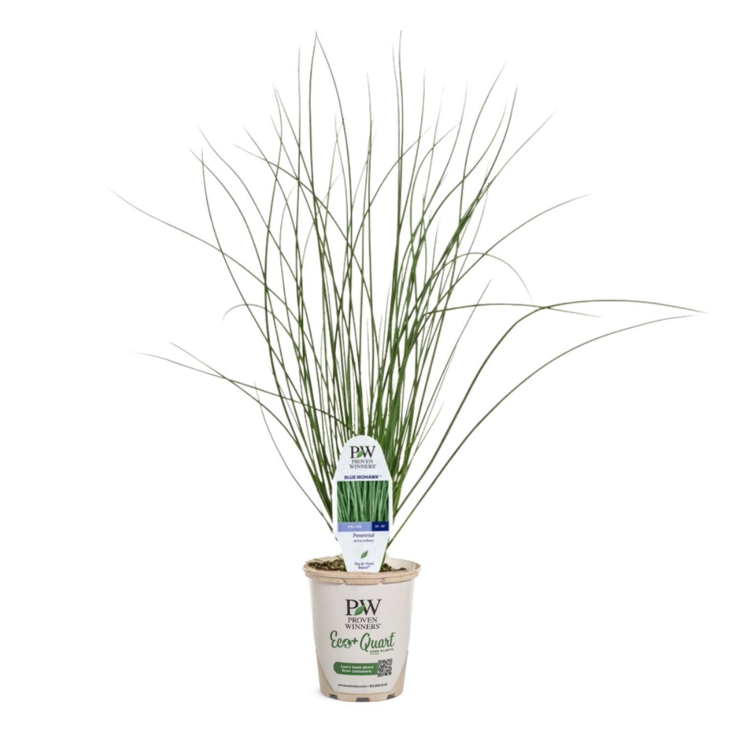 Proven Winners 5" Graceful Grasses Blue Mohawk Soft Rush Live Plant in 4.5" Pot