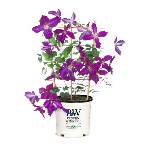 Proven Winners ColorChoice 6" Happy Jack Purple Clematis Live Plant in 7.5" Pot