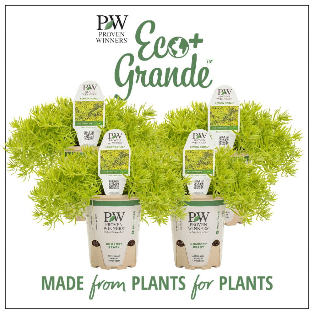 Proven Winners 6" Lemon Coral Stonecrop (Sedum mexicanum) Annual Live Plant in 4.94" Eco+ Grande Pots (4 Count)