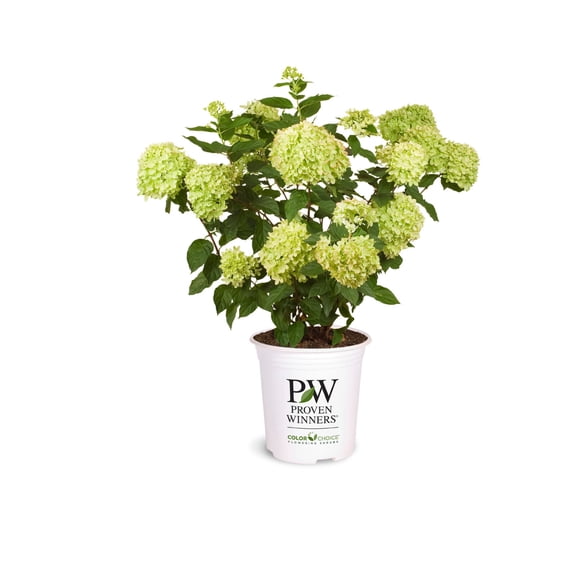 Proven Winners ColorChoice 6" Little Lime Panicle Hydrangea Live Plant in 7.5" Pot