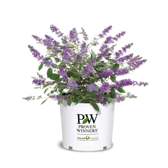 Proven Winners ColorChoice 6" Lo & Behold 'Blue Chip Jr.' Butterfly Bush Live Plant in 7.5" Pot