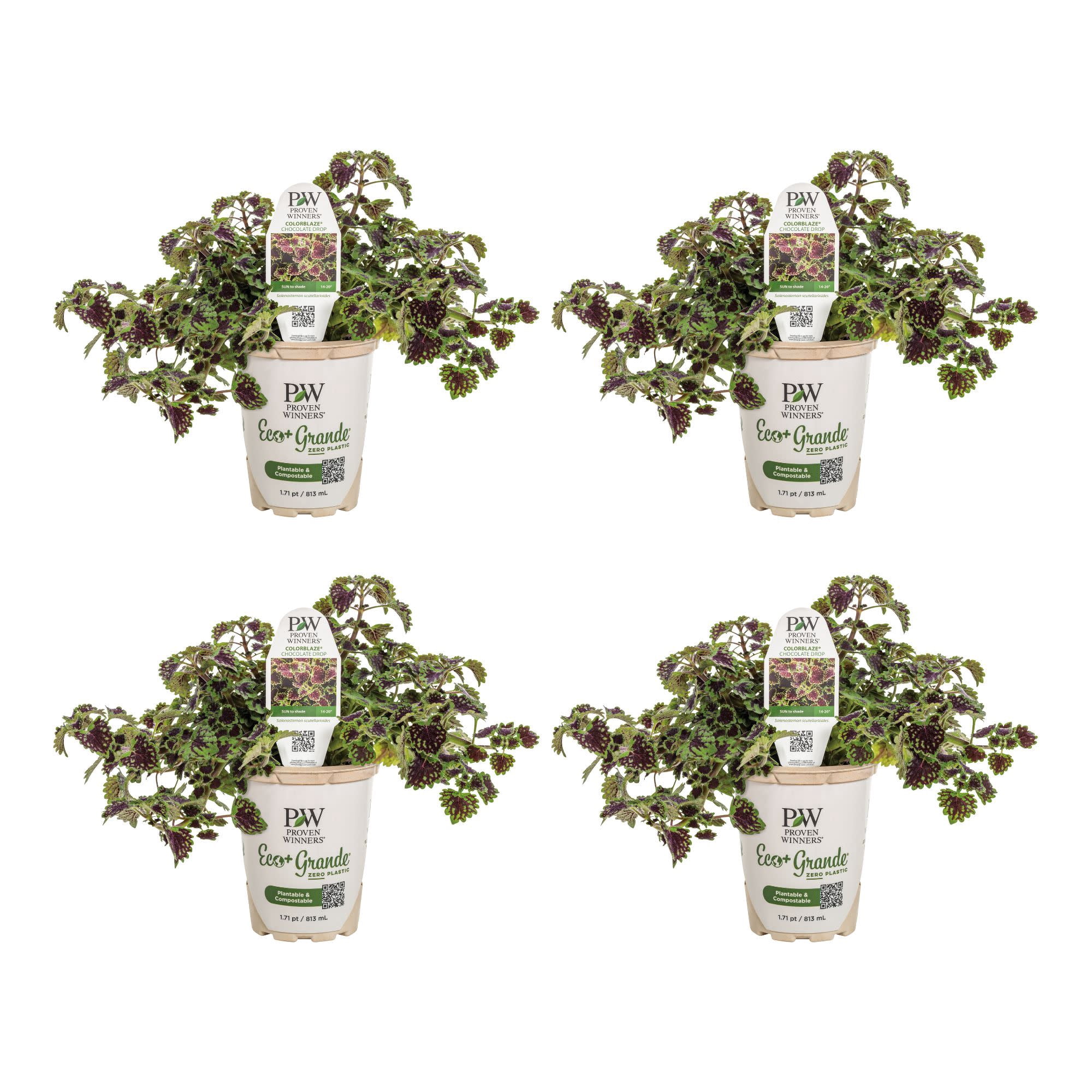 Proven Winners 4" Multicolor ColorBlaze Chocolate Drop Coleus Live Plant in 4.25" Pot (4 Count)