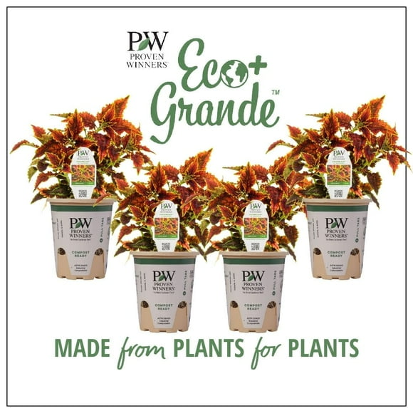 Proven Winners 6" Multicolor ColorBlaze El Brighto Coleus (Coleus scutellarioides) Annual Live Plant in 4.94" Eco+ Grande Pots (4 Count)