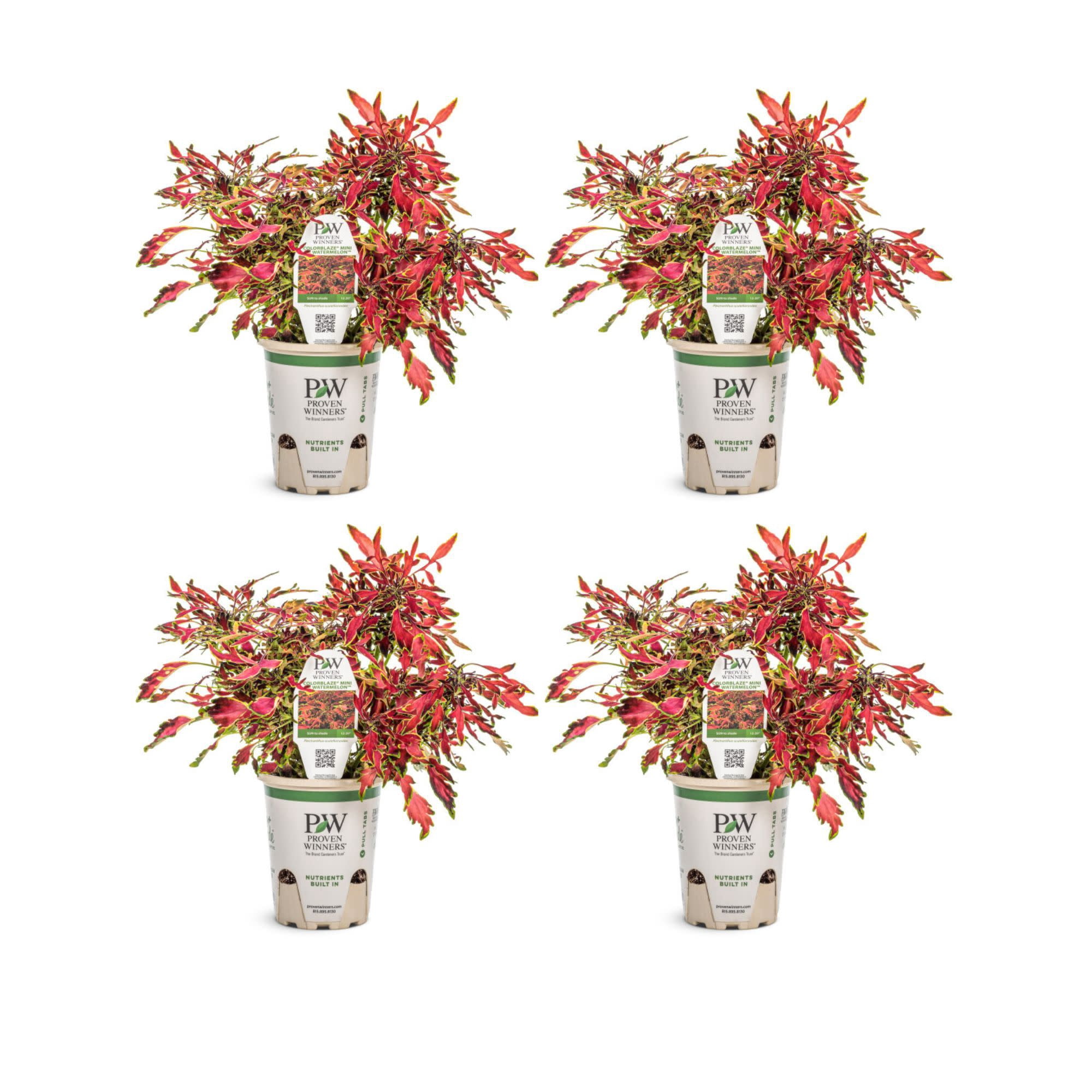 Proven Winners 4" Orange ColorBlaze Mini Me Watermelon Coleus Live Plant in 4.25" Pot (4 Count)