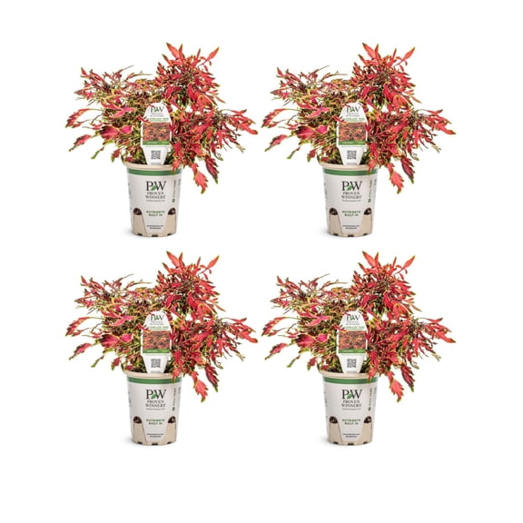 Proven Winners 4" Orange ColorBlaze Mini Me Watermelon Coleus Live Plant in 4.25" Pot (4 Count)