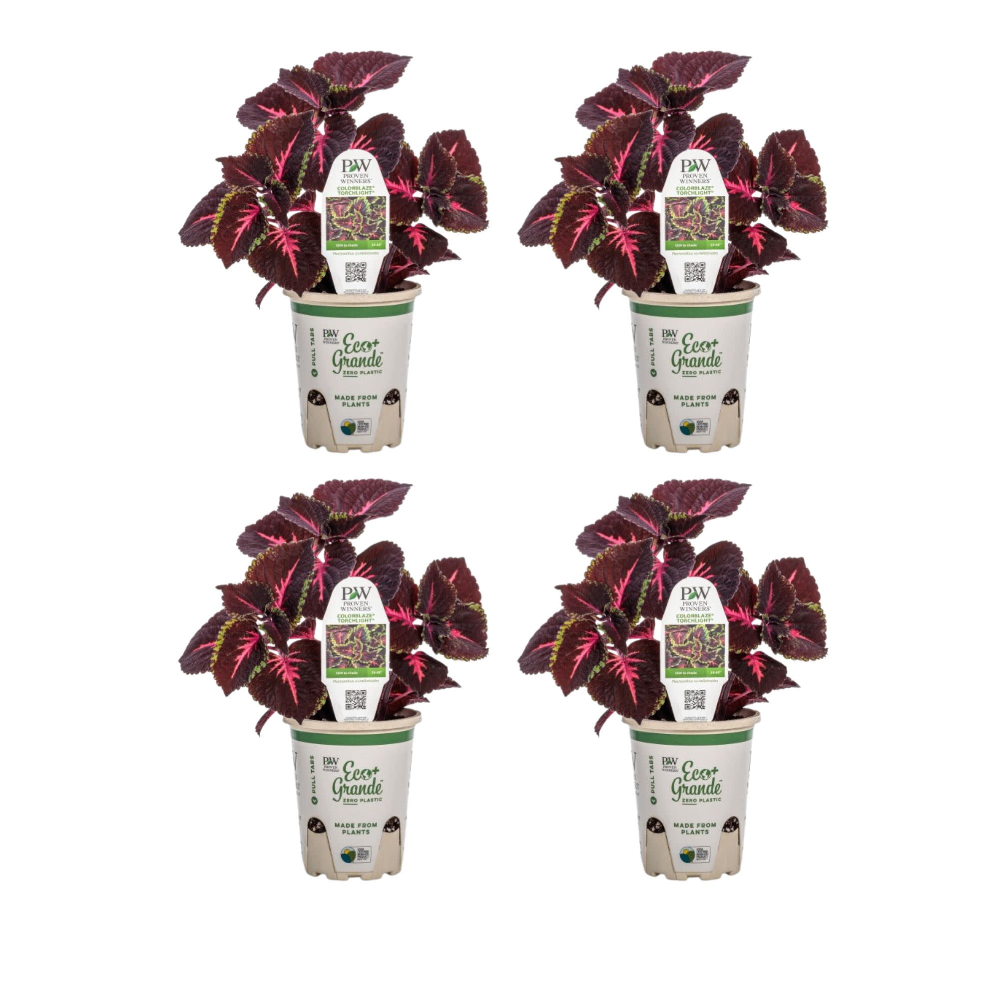 Proven Winners 4" ColorBlaze Torchlight Coleus Live Plant in 4.25" Pot (4 Count)