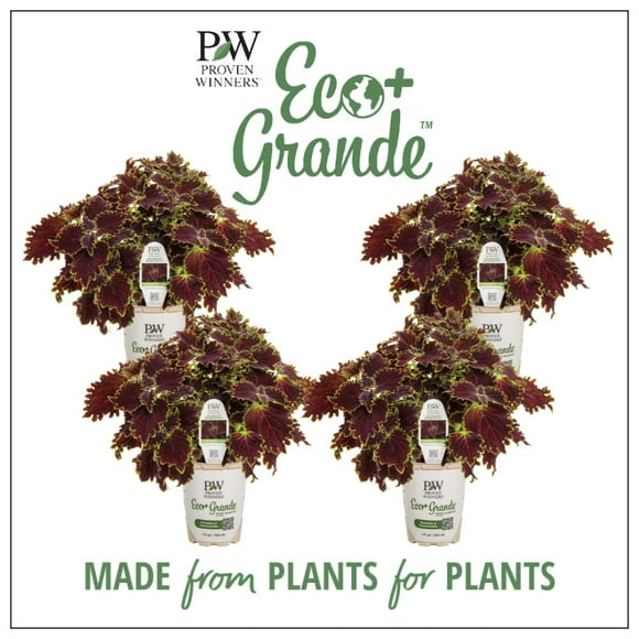 Proven Winners 6" Multicolor ColorBlaze Wicked Witch Coleus (Coleus scutellarioides) Annual Live Plant in 4.94" Eco+ Grande Pots (4 Count)
