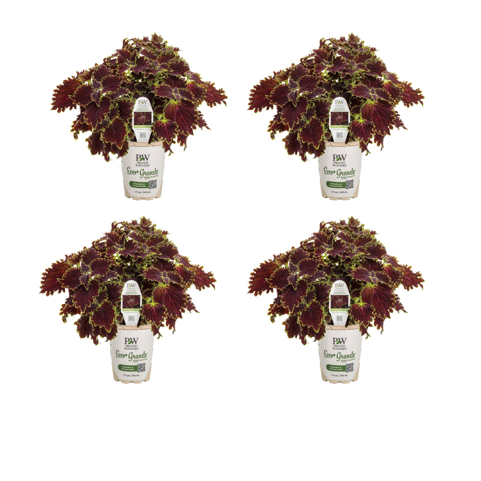 Proven Winners 4" Multicolor ColorBlaze Wicked Witch Coleus Live Plant in 4.25" Pot (4 Count)