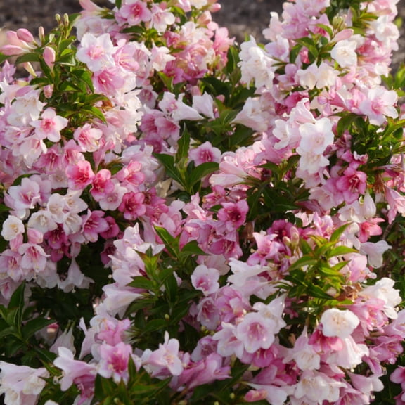 Proven Winners ColorChoice 6" Multicolor Czechmark Trilogy Weigela Live Plant in 7.5" Pot