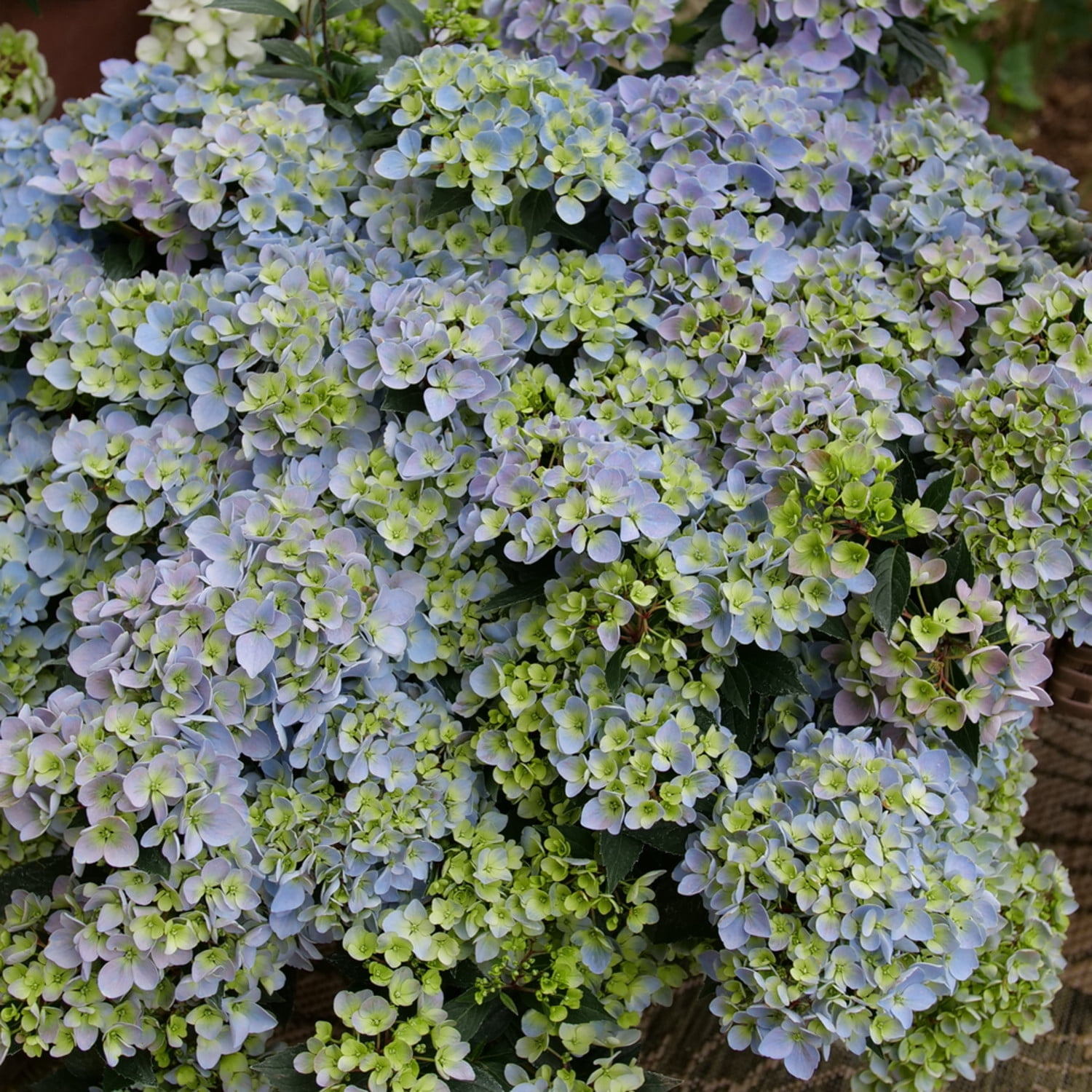 Proven Winners ColorChoice 6" Multicolor Fairytrail Fresco Cascade Hydrangea Live Plant in 7.5" Pot