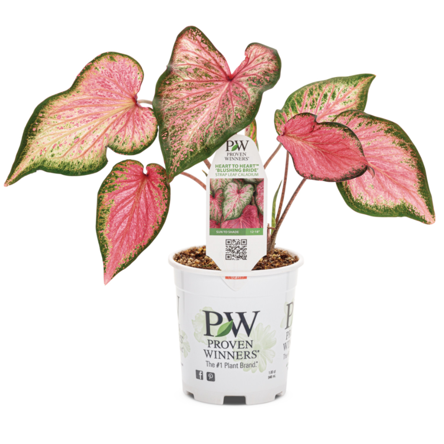 Proven Winners 5" Multicolor Heart to Heart 'Blushing Bride' Sun or Shade Caladium Live Plant in 4.5" Pot